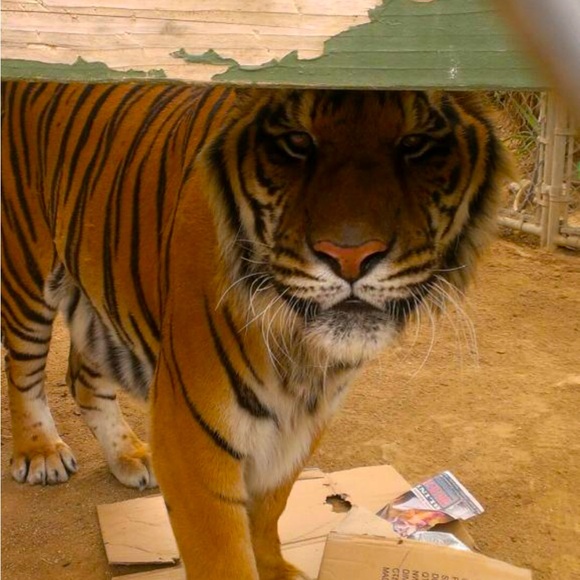 Animal Lovers Wear This Unique One of A Kind Hand Painted Shirt - Picture 11 of 11